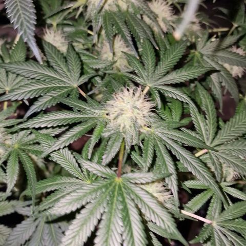 CG - El valle haze growlog timeline photo