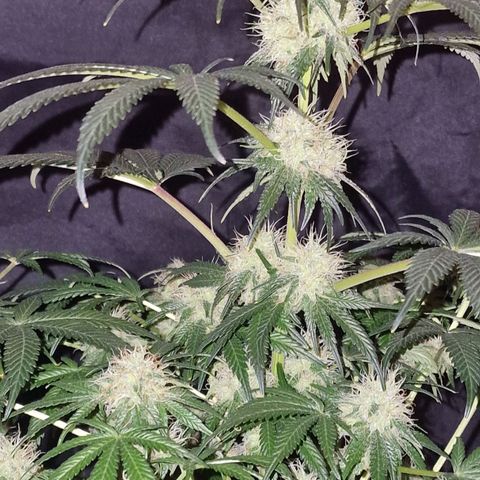CG - El valle haze growlog timeline photo