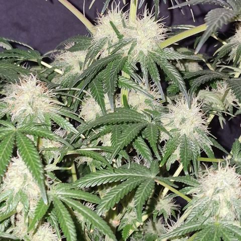 CG - El valle haze growlog timeline photo