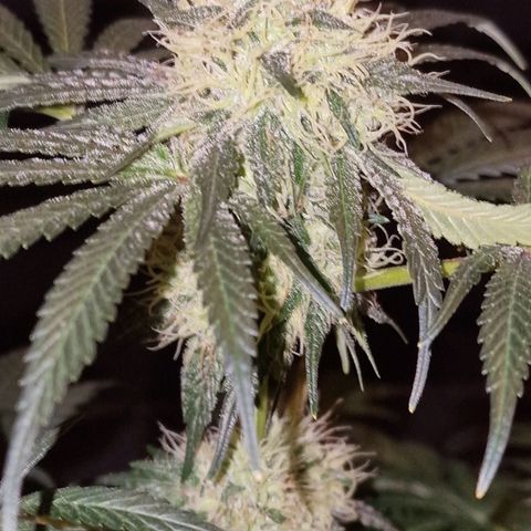 CG - El valle haze growlog timeline photo