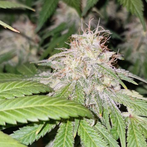 CG - El valle haze growlog timeline photo