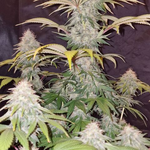 CG - El valle haze growlog timeline photo