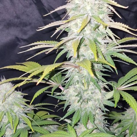 CG - El valle haze growlog timeline photo