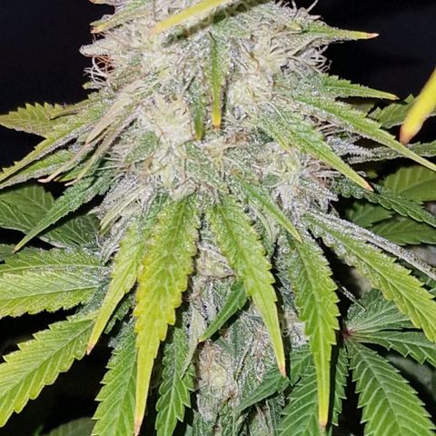CG - El valle haze growlog timeline photo