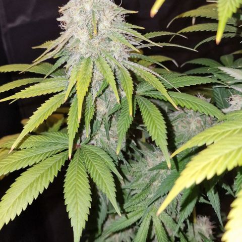 CG - El valle haze growlog timeline photo