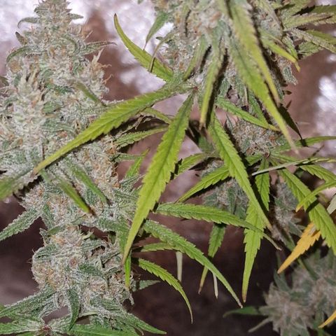 CG - El valle haze growlog timeline photo