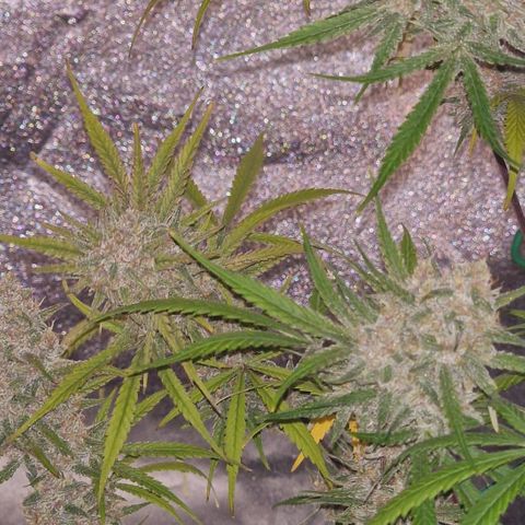 CG - El valle haze growlog timeline photo