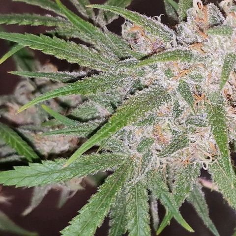 CG - El valle haze growlog timeline photo