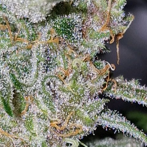 CG - El valle haze growlog timeline photo