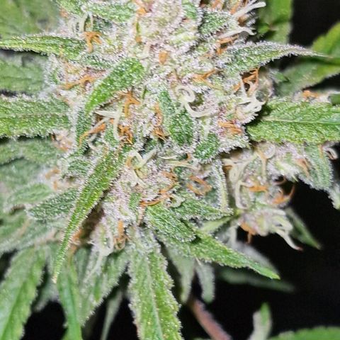 CG - El valle haze growlog timeline photo