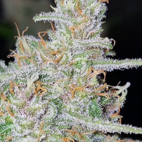 CG - El valle haze growlog timeline photo