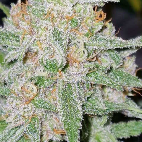 CG - El valle haze growlog timeline photo
