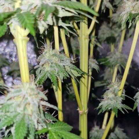 CG - El valle haze growlog timeline photo