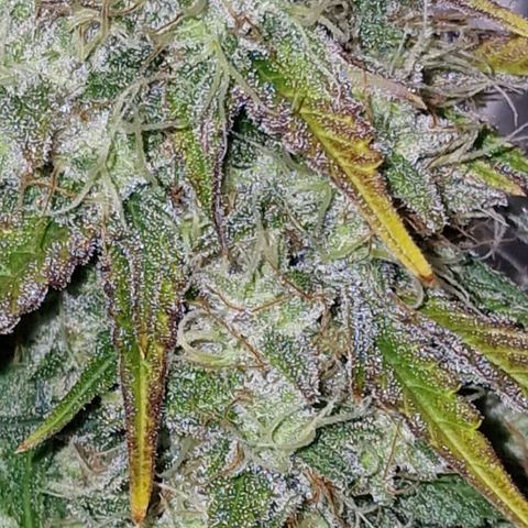 CG - El valle haze growlog timeline photo