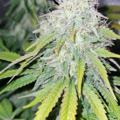 CG - El valle haze growlog timeline photo