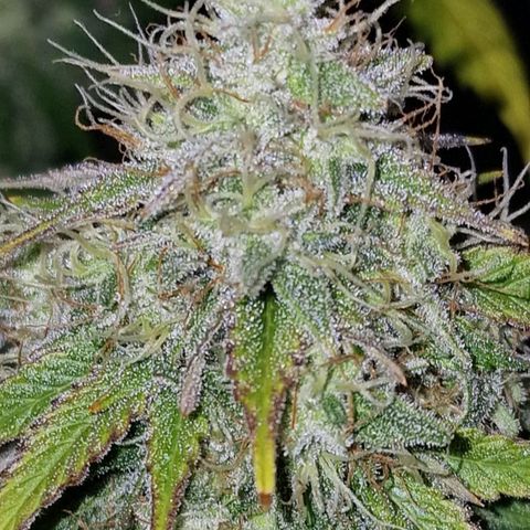 CG - El valle haze growlog timeline photo
