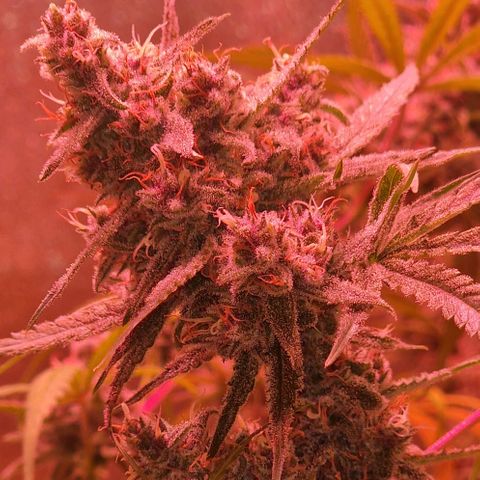 CG - El valle haze growlog timeline photo