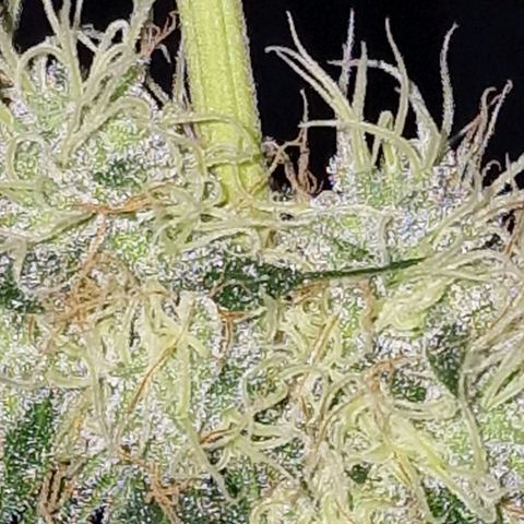 CG - El valle haze growlog timeline photo