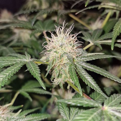 CG - El valle haze growlog timeline photo