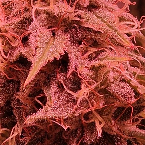 CG - El valle haze growlog timeline photo