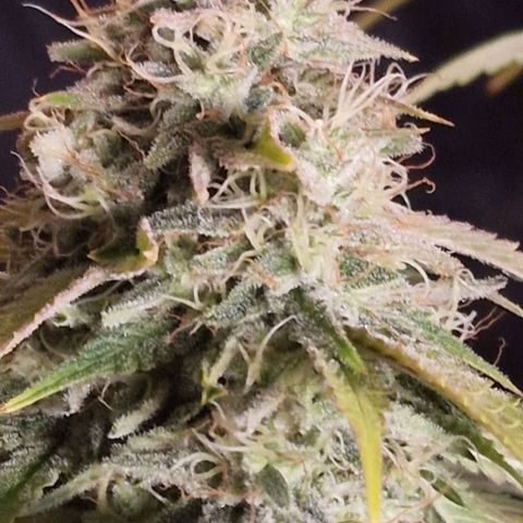 CG - El valle haze growlog timeline photo