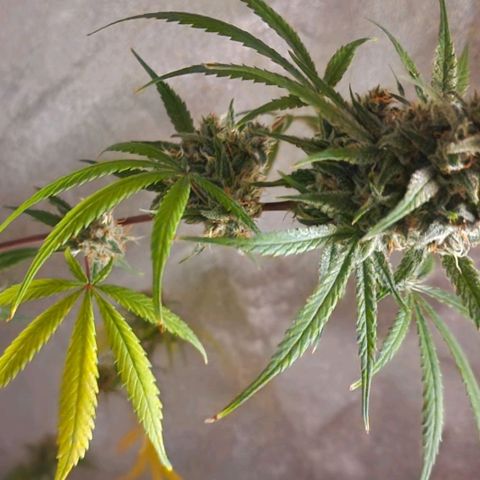 CG - El valle haze growlog timeline photo