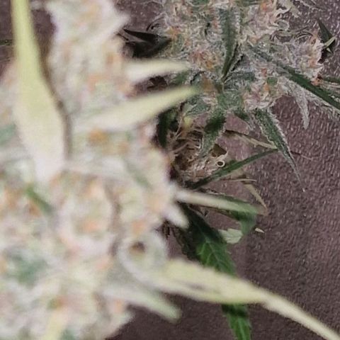 CG - El valle haze growlog timeline photo