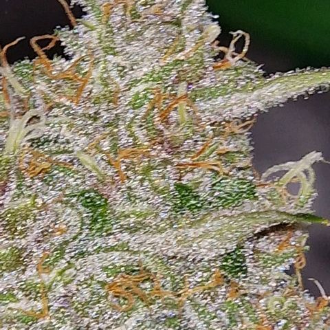 CG - El valle haze growlog timeline photo
