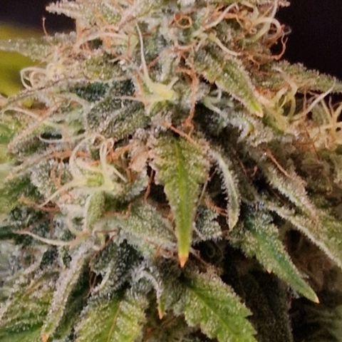 CG - El valle haze growlog timeline photo
