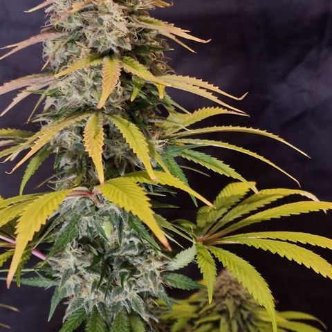 CG - El valle haze growlog timeline photo