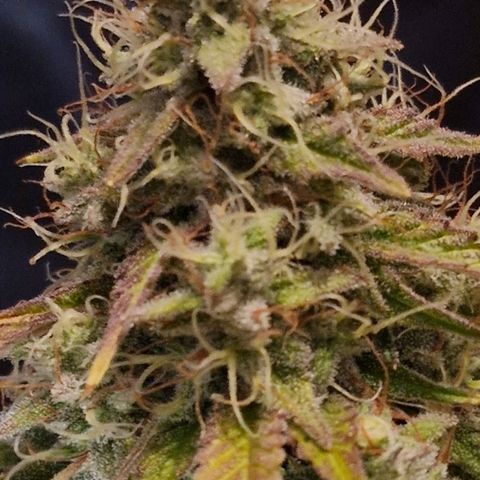 CG - El valle haze growlog timeline photo