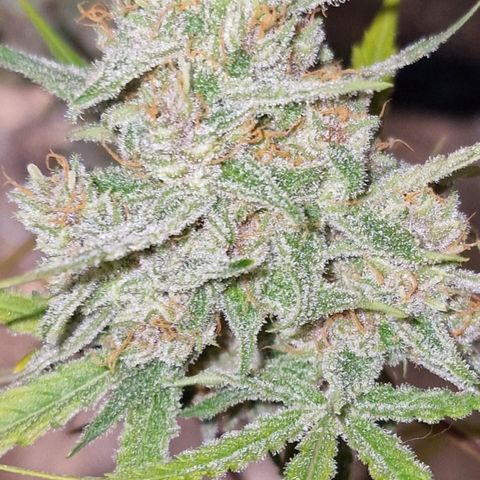 CG - El valle haze growlog timeline photo