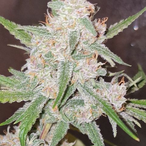 CG - El valle haze growlog timeline photo