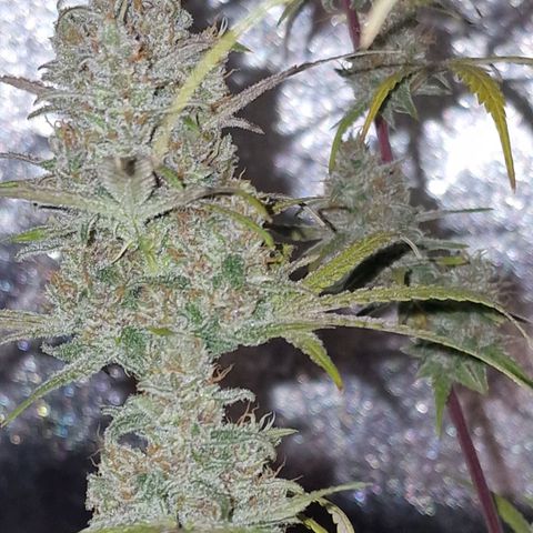 CG - El valle haze growlog timeline photo