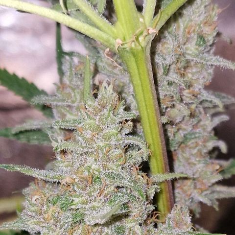 CG - El valle haze growlog timeline photo