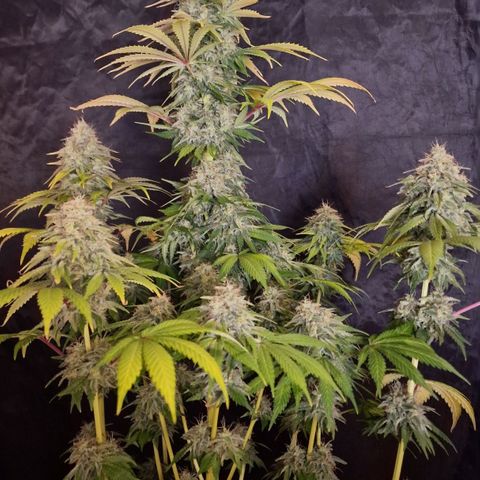 CG - El valle haze growlog timeline photo