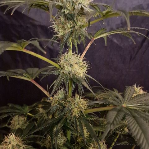 CG - El valle haze growlog timeline photo