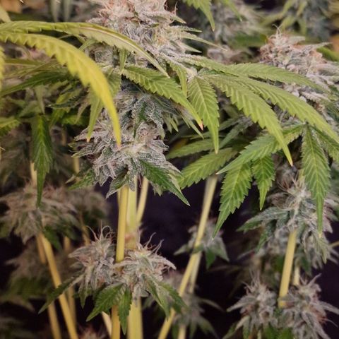 CG - El valle haze growlog timeline photo