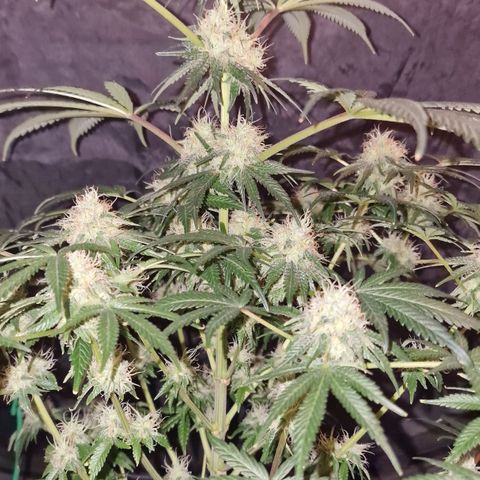 CG - El valle haze growlog timeline photo