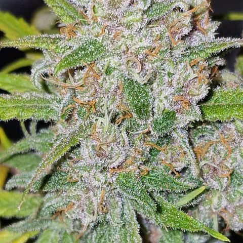 CG - El valle haze growlog timeline photo