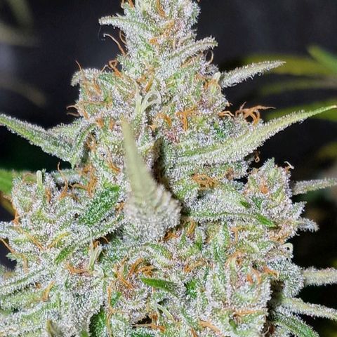 CG - El valle haze growlog timeline photo