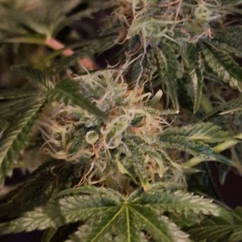 CG - El valle haze growlog timeline photo