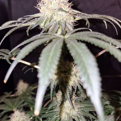 CG - El valle haze growlog timeline photo