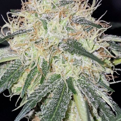 CG - El valle haze growlog timeline photo