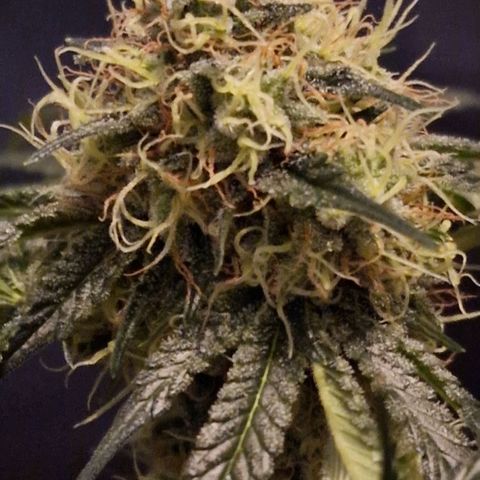 CG - El valle haze growlog timeline photo