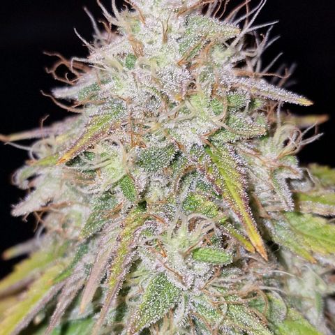CG - El valle haze growlog timeline photo