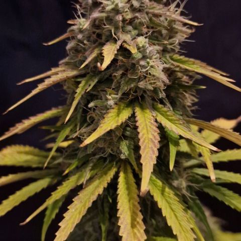 CG - El valle haze growlog timeline photo