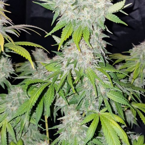 CG - El valle haze growlog timeline photo