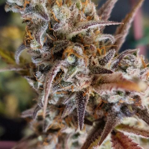 CG - El valle haze growlog timeline photo