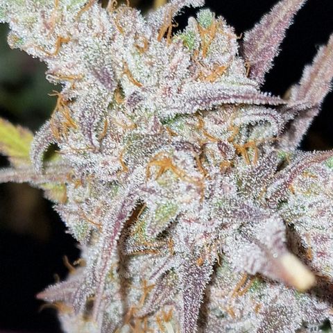 CG - El valle haze growlog timeline photo